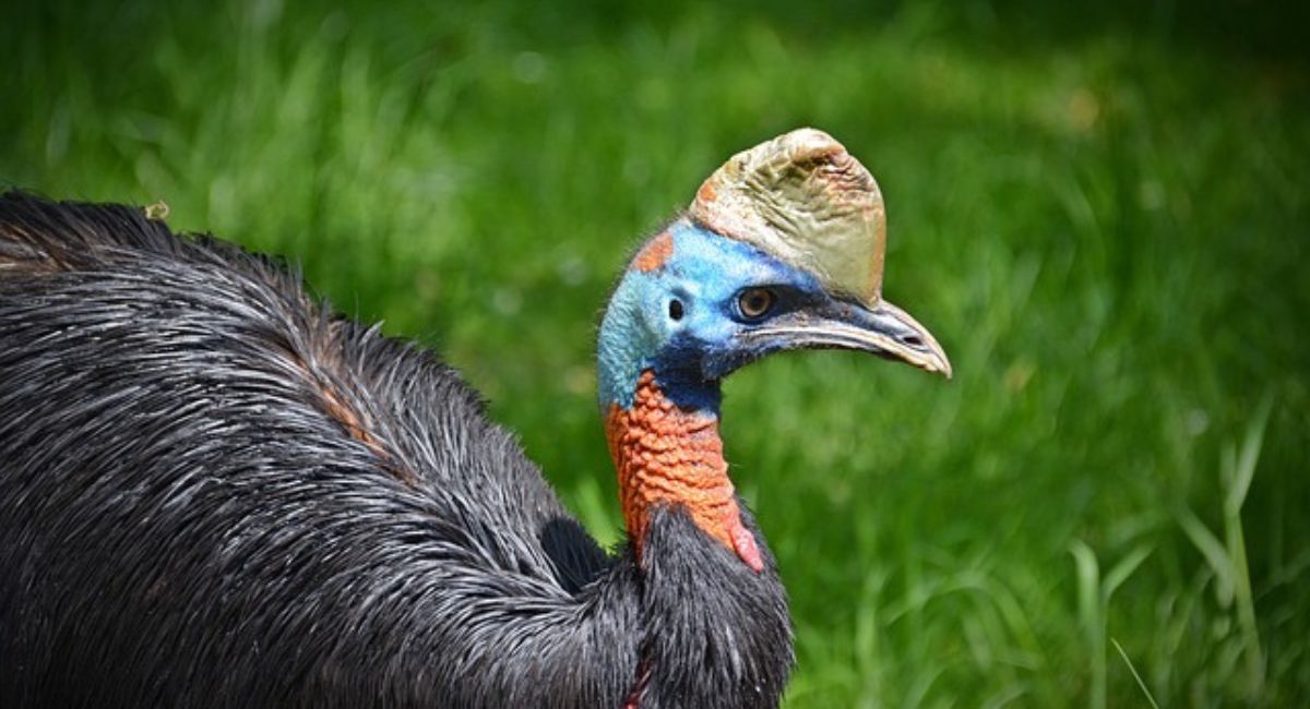 Kiwi or Cassowary NYT