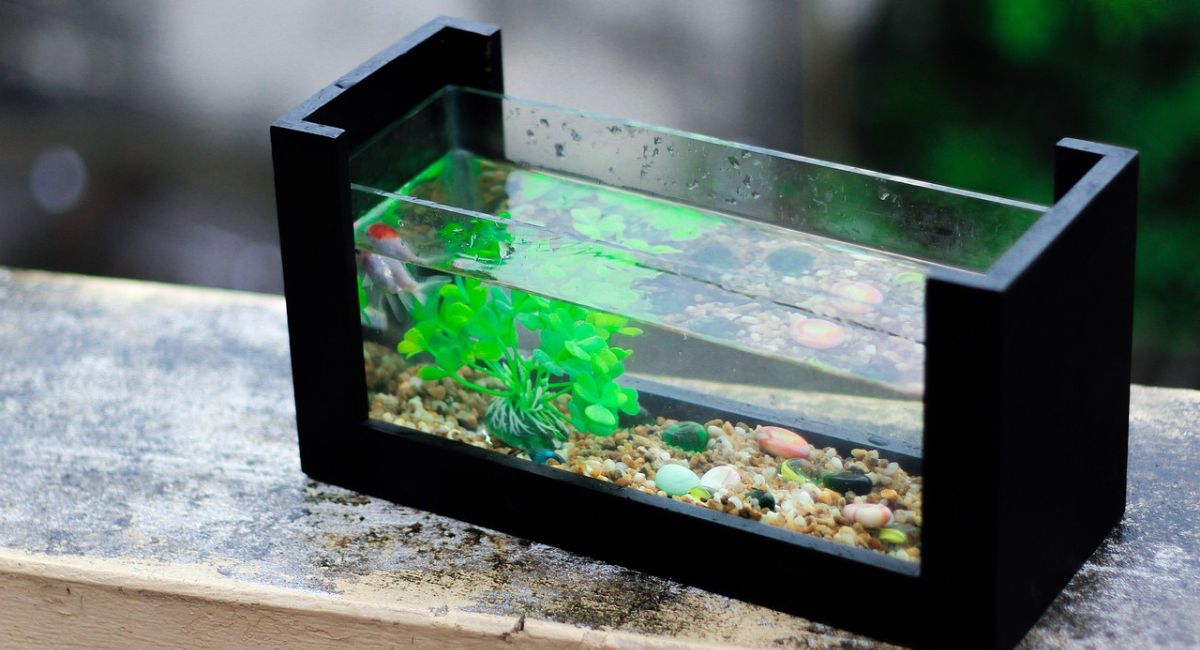 Ultum Nature Systems Or Planet Aquariums